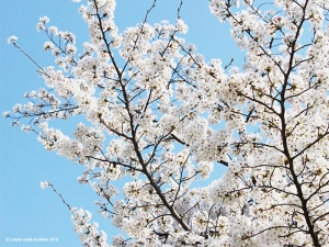 伏見の桜1