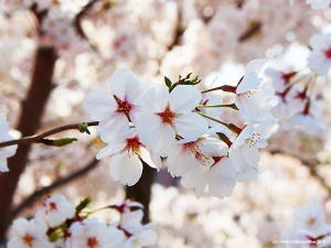 伏見の桜2