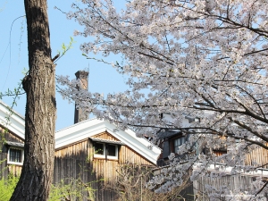 伏見の桜3