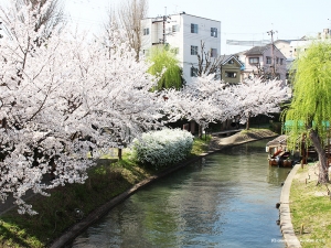 伏見の桜4