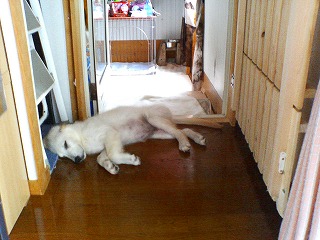 ボクな 部屋で寝るのんはカナンねん・・