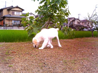 クンクン・・・どこらへんでしようかなぁー