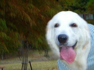 ブレブレ写真。。グレートピレニーズ??