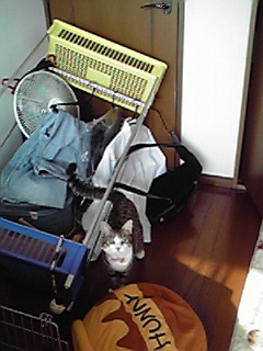 僕がやりました。。。(そら)