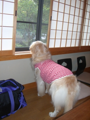 私も遊びに行きたいなぁー