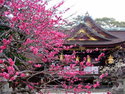 北野天満宮、梅