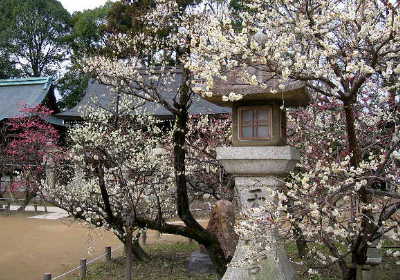 北野天満宮、梅