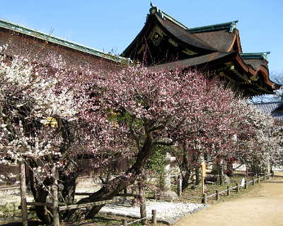 北野天満宮、梅