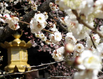 北野天満宮、梅
