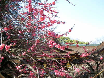北野天満宮、梅