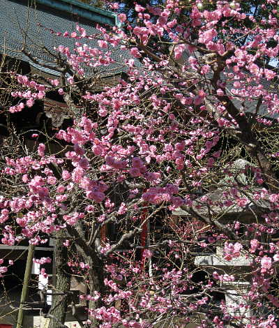 北野天満宮、梅