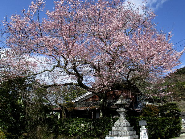 哲学の道の桜