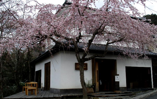 哲学の道の桜