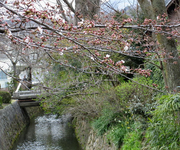 哲学の道の桜