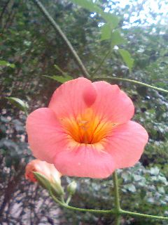 近所の玄関先の花1