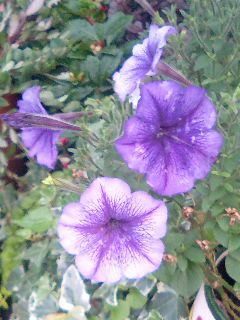 近所の玄関先の花2