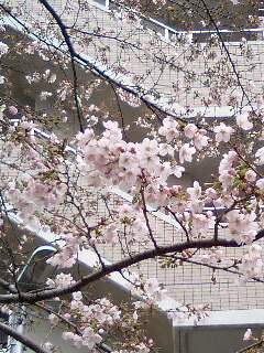 公園の桜