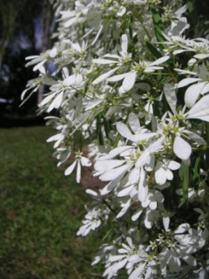 wildflower01