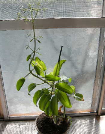 子宝草1