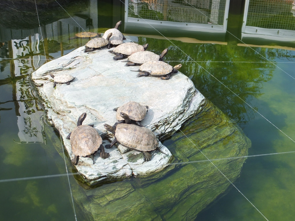 2017_0603_08234400.jpg