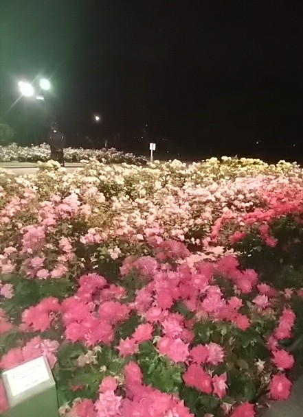 IMG_20180521_114957.jpg