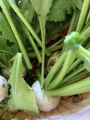 写真 2019-07-02 10 07 35.jpg