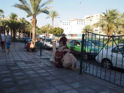 P9163956.JPG