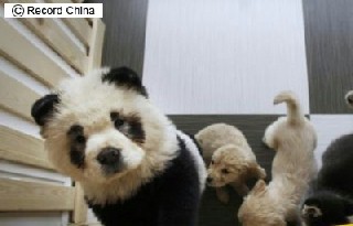 パンダ犬:中国