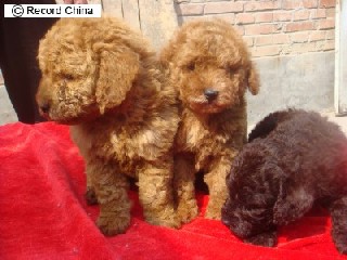 毛染めした犬:中国