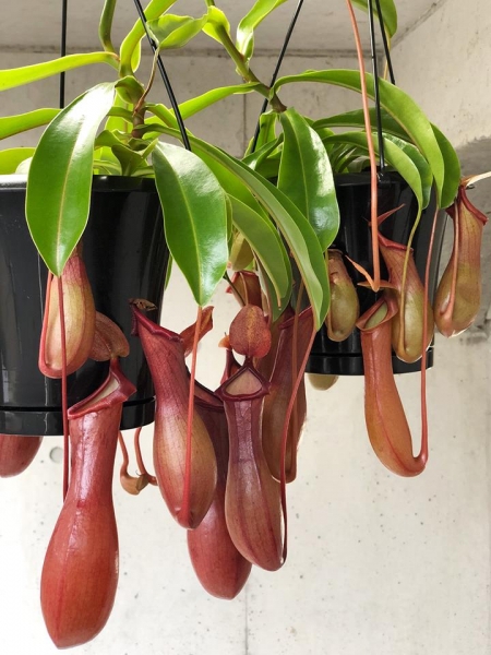 NEPETHICA ネペンテス SEALED BOTTLE PLANTS NEPETHICA ネペンテス SEALED BOTTLE PLANTS NEPETHICA ネペンテス