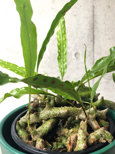 レカノプテリス シヌオサ 黒かっ アリ植物 レカノプテリス シヌオサ 黒かっ アリ植物