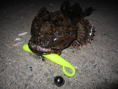 静狩漁港 カジカ トゲカジカ 爆釣 モード突入 釣りパラダイス長万部