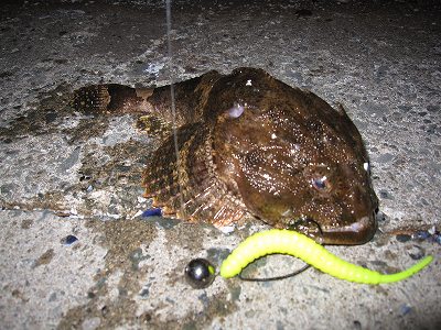 静狩漁港 カジカ トゲカジカ 爆釣 モード突入 釣りパラダイス長万部