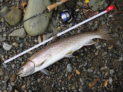 道東遠征 ビックアメマス狙いに音別川 茶路川へ 釣りパラダイス長万部