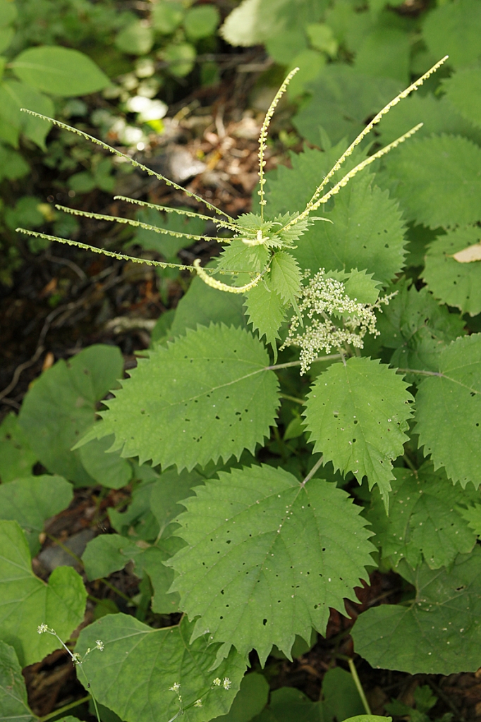 ミヤマイラクサの花 さつき研究 趣味の山野草 栃の葉書房staff Blog