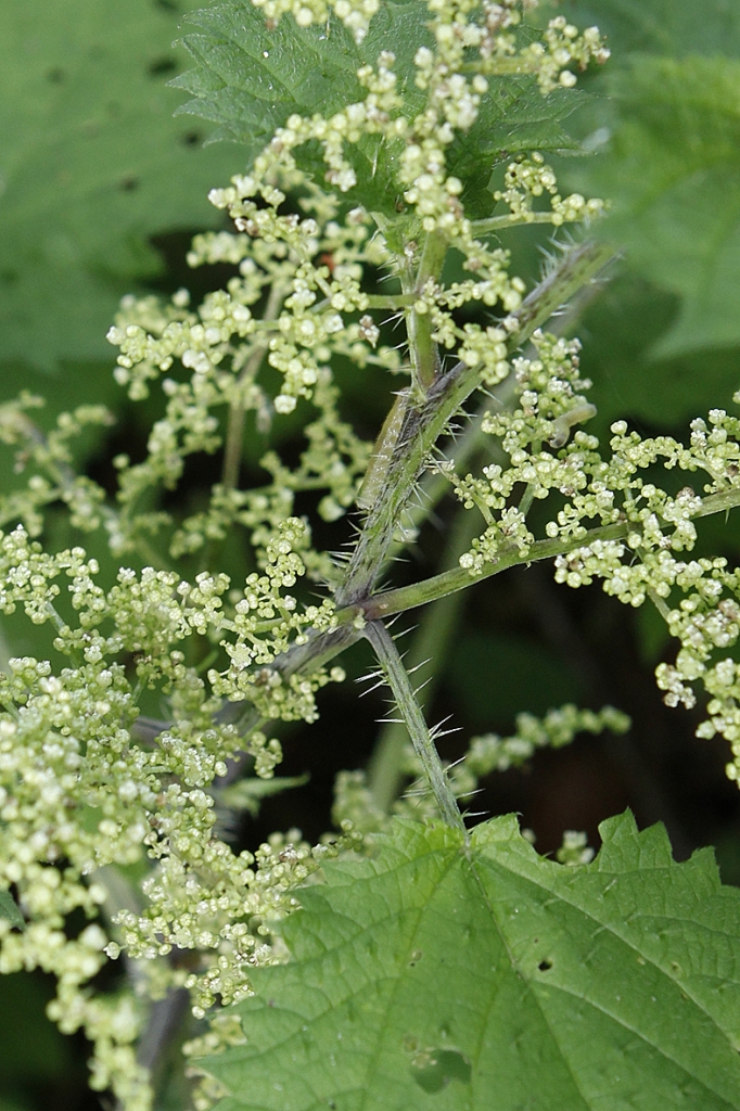 ミヤマイラクサの花 さつき研究 趣味の山野草 栃の葉書房staff Blog