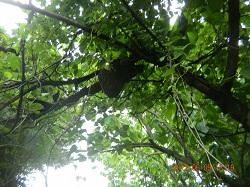 DSCN0009-250.jpg