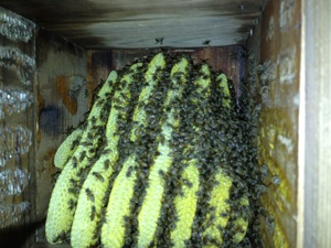 IMG_1160300.jpg