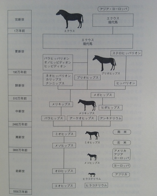 馬 競馬の基礎知識 生態 成り立ち編 うみねこ博物館