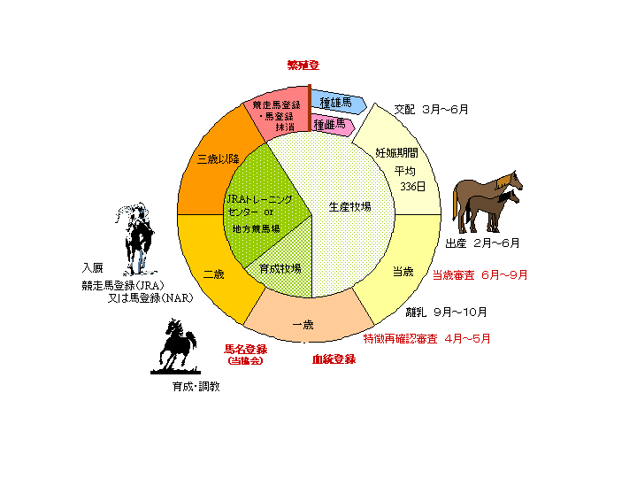 馬・競馬の基礎知識 ～生態・成り立ち編～ | うみねこ博物館