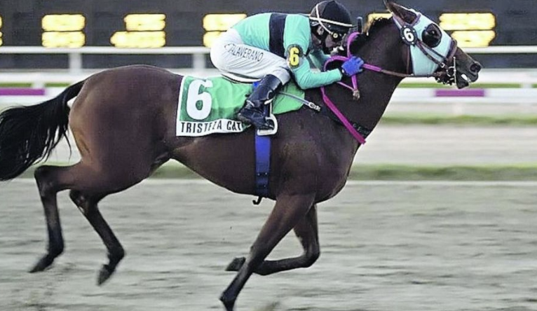 馬・競馬にまつわる記録集 | うみねこ博物館