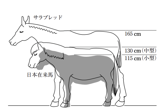 馬・競馬の基礎知識 ~生態・成り立ち編~ | うみねこ博物館 馬・競馬の基礎知識 ~生態・成り立ち編~ | うみねこ博物館