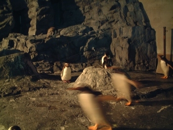 ペンギンさんたち1