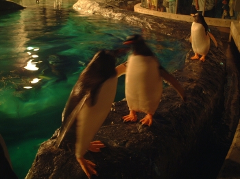ペンギンさんたち2
