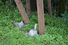 160429-7.jpg
