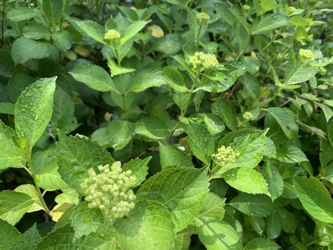 190527-4.jpg