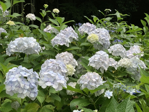 190622-6.jpg