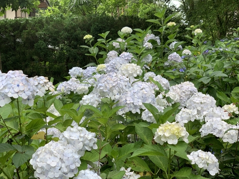 190622-8.jpg