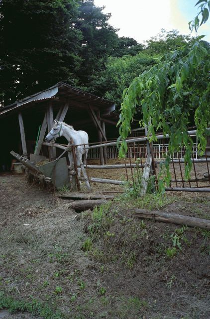 小田井の馬