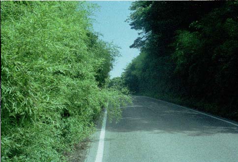 笠取峠(1992年)